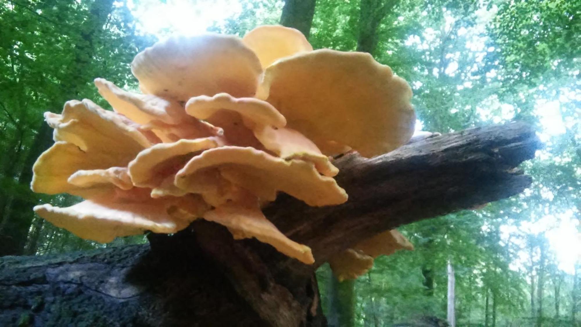 Poort Van De Veluwe Фортайзен Екстериор снимка